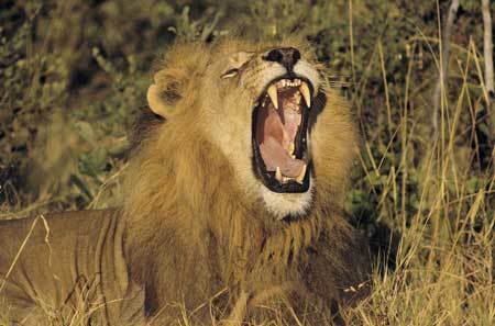 roaring lion.jpg